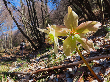 MONTE SUCHELLO (1541 m), fiorito in basso , innevato in alto, da Costa Serina il 19 marzo 2026  - FOTOGALLERY